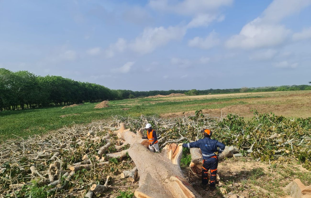 Land clearing and site grading — Sincé solar farm